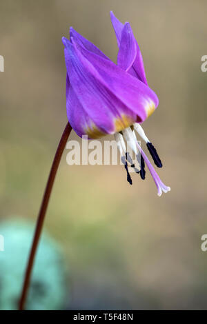 Violet Dogtooth (Erythronium dens-canis), famille des liliacées (Liliaceae), Switzerlandspring,printemps,rose,fleur,pétales, Banque D'Images