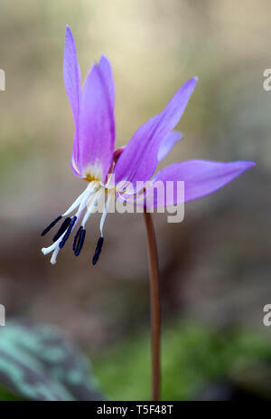 Violet Dogtooth (Erythronium dens-canis), famille des liliacées (Liliaceae), Switzerlandspring,printemps,rose,fleur,pétales, Banque D'Images