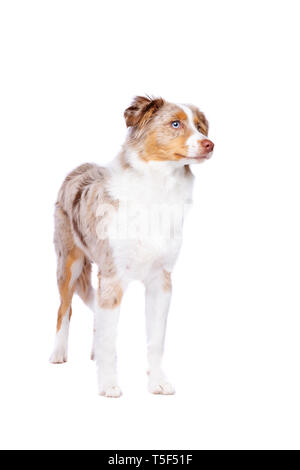 Merle rouge American Shepherd Miniature debout devant un fond blanc Banque D'Images