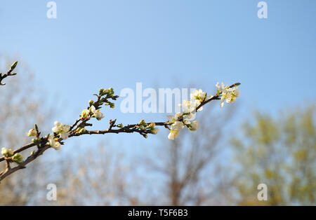 Close-up d'une brindille de Prunus domestica avec des fleurs blanches et de bourgeons sur jour de printemps ensoleillé Banque D'Images