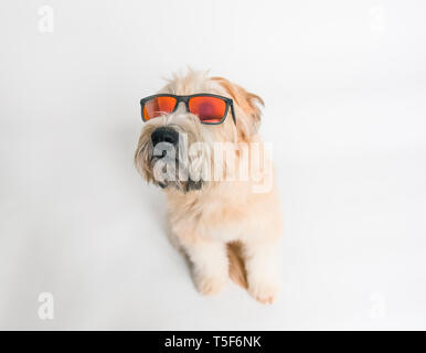 Chien de Terrier Wheaten à fond blanc portant des lunettes de soleil. Banque D'Images