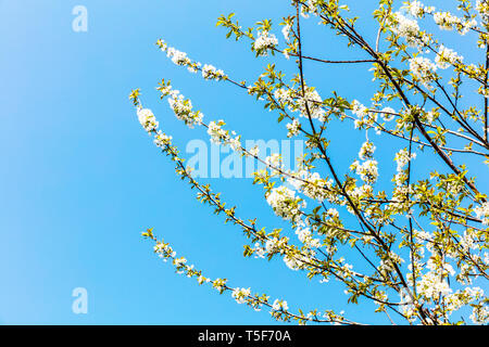 Fleur de cerisier blanc, blanc Fleur Fleur de cerisier Prunus avium, Arbre, fleur de cerisier, fleur de cerisier fleur de cerisier, Arbre, fleur, arbre à fleurs Banque D'Images