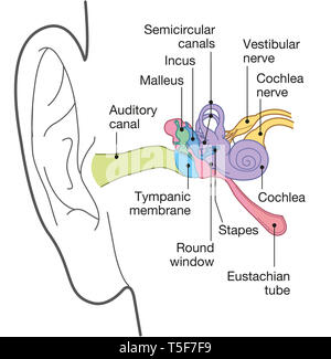 Anatomie de l'oreille humaine avec des légendes, médicalement exacts 3D illustration Banque D'Images