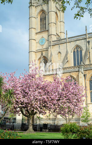 Prunus. Japanese cherry blossom tree au printemps à l'extérieur de St Lukes et Christ Church. Sydney Street, Chelsea, Londres, Angleterre Banque D'Images