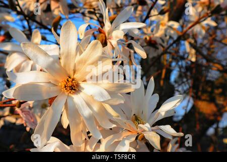 Belle étoile magnolia au printemps avec le beau temps Banque D'Images