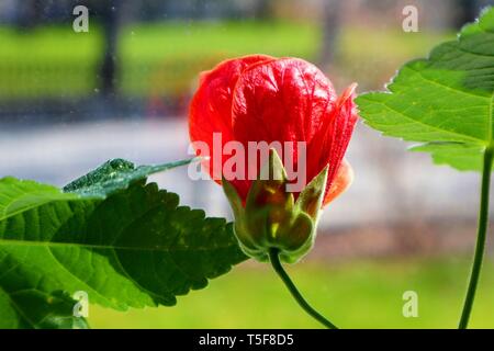 Abutilon insigne avec orange blossom Banque D'Images