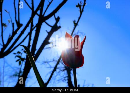 Tulip dans l'éclairage du soleil comme un messager du printemps Banque D'Images