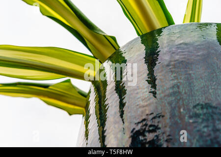 Ombres déchiquetées de plante de jardin ornemental sur pot glacé en été Banque D'Images