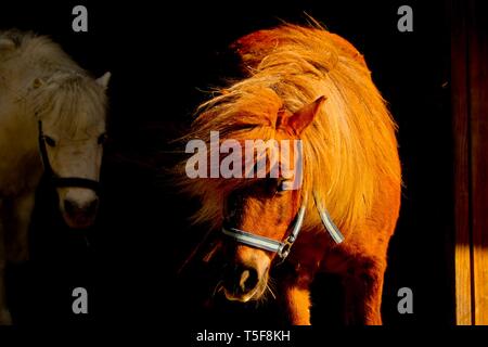 Pony sort de l'obscurité dans la lumière du soleil d'or Banque D'Images