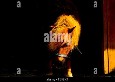 Pony sort de l'obscurité dans la lumière du soleil d'or Banque D'Images