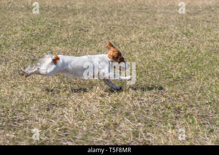 Chien Épagneul russe en phase de vol sur le terrain de printemps tout en faisant coulant Banque D'Images