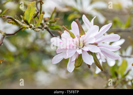 Gros plan de la fleur de Magnolia x loebneri - Leonard Messel en avril sur fond flou, Angleterre, Royaume-Uni Banque D'Images