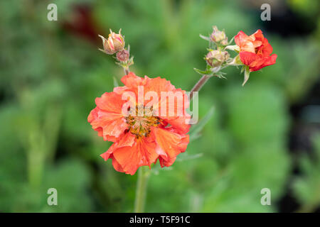 Close up of Geum Scarlet tempête photographié après la pluie Banque D'Images