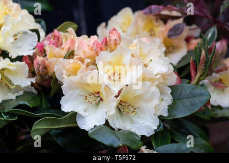 Gros plan de Rhododendron Horizon Monarch un arbuste à fleurs persistantes fleurissant dans un jardin anglais en avril après la pluie, Angleterre, Royaume-Uni Banque D'Images