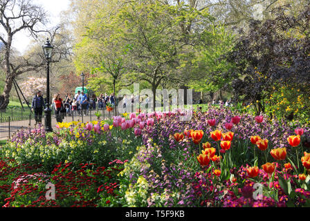 Lits de fleurs colorées au printemps à St James's Park Royal dans le centre de Londres, UK Banque D'Images