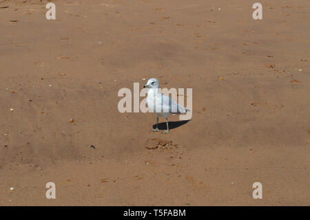 Ring-Billed article Gull sur South Beach, NY Banque D'Images