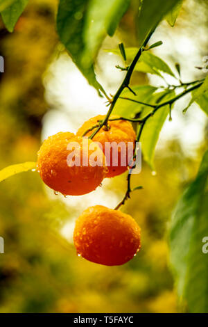 Close-up d'oranges suspendues à un arbre à Alicante, Espagne Banque D'Images