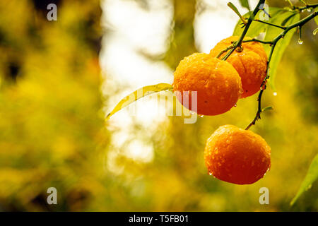 Close-up d'oranges suspendues à un arbre à Alicante, Espagne Banque D'Images