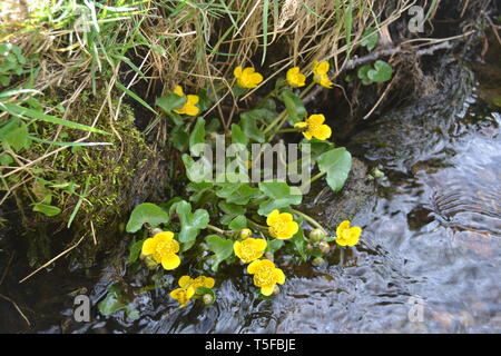 Fleurs jaunes à proximité d'un ruisseau au printemps Banque D'Images