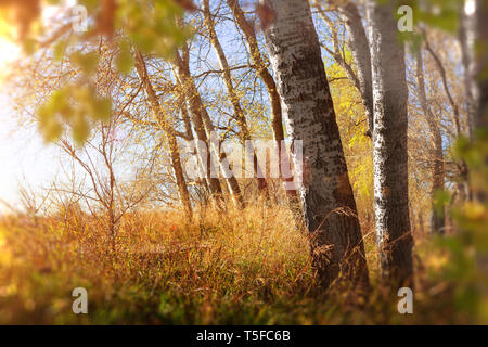 Résumé fond nature.la pelouse et des arbres forestiers en détail ou park.Sunset forest paysage. Banque D'Images