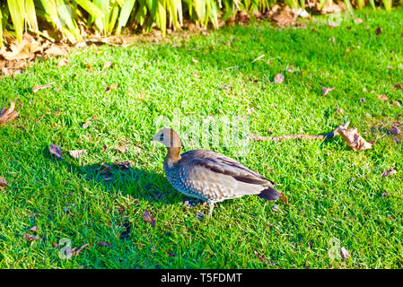 Canard en bois australien, le pâturage sur une pelouse, isolé Banque D'Images