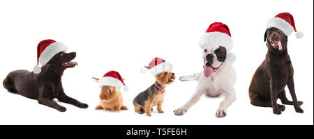 Cute funny animals dans Santa hats sur fond blanc Banque D'Images