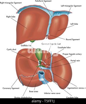 Medical illustration montrant l'anatomie de la face avant et la vue postérieure du foie avec la description des différentes parties. Illustration de Vecteur