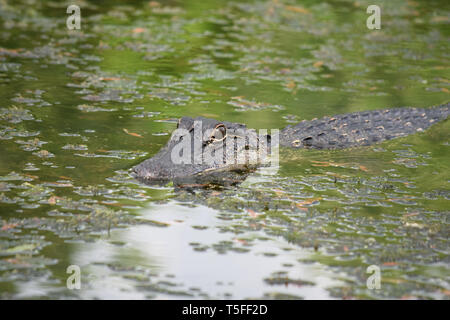 Dans un Alligator Bayou marécageuse du sud de la Louisiane. Banque D'Images