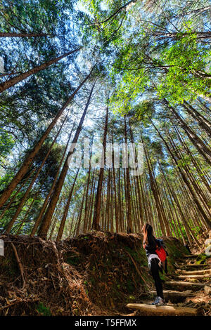 Asian woman looking up le haut cyprès dans la forêt de Kumano Kodo, Japon Banque D'Images