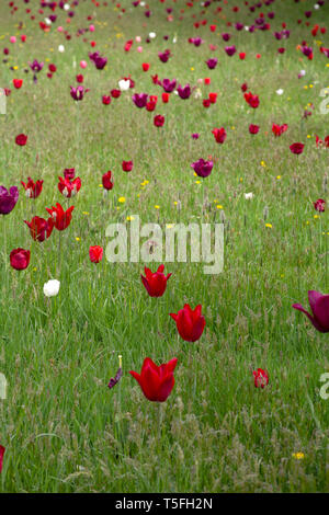 Champ de tulipes poussant dans l'herbe haute à l'ouest de Londres, Royaume-Uni Banque D'Images