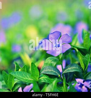 De belles fleurs aux couleurs du printemps violet fond naturel. Le printemps dans l'herbe. Banque D'Images