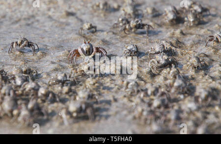 Des milliers de minuscules crabes bubbler sable troupeau de la plage dans l'eau on tropical island Ko Lanta Banque D'Images