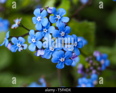 Gros plan du bleu sauvage délicate forget-me-not des fleurs au printemps Banque D'Images