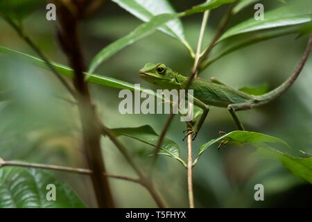 La Malaisie, Bornéo, Sabah, Parc Naturel, vert lézard à crête, Bronchocela cristatella Banque D'Images