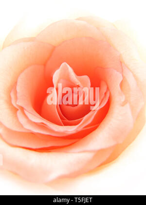 Close up of pink rose délicat contexte Banque D'Images