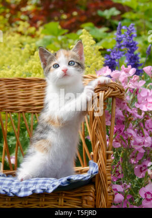 Mignon bébé chat chaton, blanc avec des taches d'écaille avec de beaux yeux bleus, assis bien droit dans une petite chaise en osier dans un jardin de fleurs colorées Banque D'Images