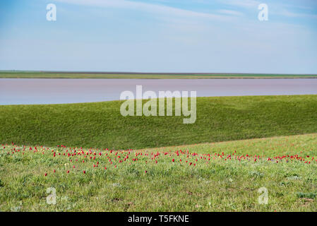 Schrenck's tulips ou Tulipa Tulipa schrenkii et l'iris dans le domaine de la steppe Banque D'Images