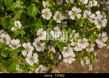 De minuscules fleurs blanches poussant sur un Gypsophila Cerastioides plante poussant dans le nord-est de l'Italie. Cette plante vivace de la famille des Caryophyllaceae est co Banque D'Images