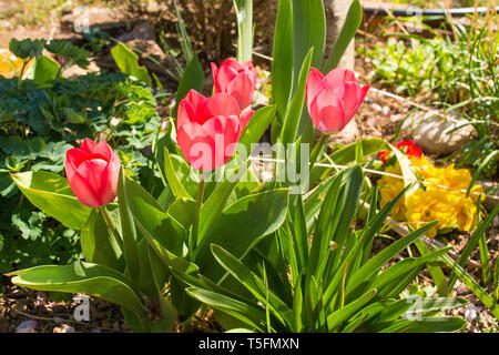 Rouge pâle au début de croissance unique tulipes dans un jardin dans le nord-est de l'Italie au printemps. Primevères jaune et rouge peut être vu dans l'arrière-plan droit Banque D'Images