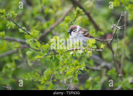 Bruant hudsonien, falaises de Bempton, Yorkshire Banque D'Images