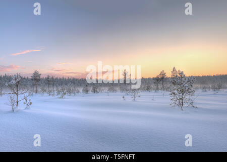 Frosty matin en tourbière. La demande en tourbière. Paysage avec les plantes et la gelée gelée blanche. Lielie Kangari en Lettonie. Banque D'Images