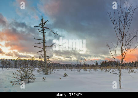 Frosty matin en tourbière. La demande en tourbière. Paysage avec les plantes et la gelée gelée blanche. Lielie Kangari en Lettonie. Banque D'Images