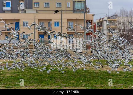 L'Italie, Bari, mouettes sur une pelouse de la ville. Banque D'Images