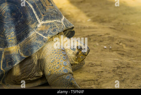 Gros plan de la face d'une tortue géante d'Aldabra, espèce de reptiles vulnérables de Madagascar et les Seychelles Banque D'Images