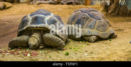 Tortue géante d'Aldabra de manger des aliments, animaux et animaux de compagnie, les grandes tortues terrestres tropicales des Seychelles et de Madagascar, avec une espèce de reptiles vulnerab Banque D'Images