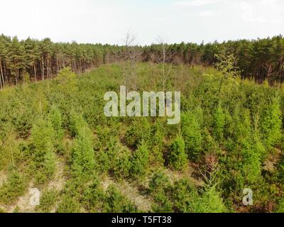 Image aérienne au-dessus de la forêt les jeunes en Europe de l'Est. La haute altitude,vue du haut vers le bas sur la croissance des arbres. La protection de l'environnement par la plantation d'arbre Banque D'Images