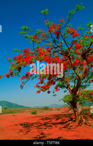 Gulmohar tree, Visakhapatnam, Andhra Pradesh, Inde, Asie Banque D'Images