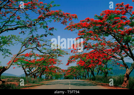 Gulmohar tree, Visakhapatnam, Andhra Pradesh, Inde, Asie Banque D'Images