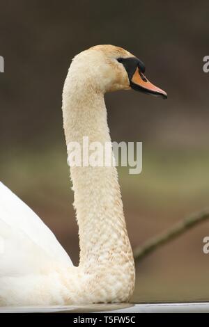 Portrait de cygne muet adultes (Cygnus olor) glisser sur un lac hivernal, encore. Midlands, Royaume-Uni, Décembre 2018 Banque D'Images