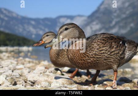 Portrait de grand angle plumage éclipse les Canards colverts (Anas platyrhynchos) sur les rives du lac de Bohinj, en Slovénie. Août 2018 Banque D'Images